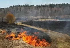 За сутки пожарные потушили 9 палов сухой травы в Калининградской области
