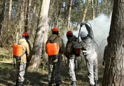 «Природный пожар» потушили на Куршской косе 